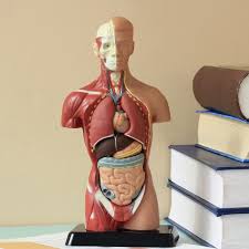 Human Body Systems: Anatomy and Physiology